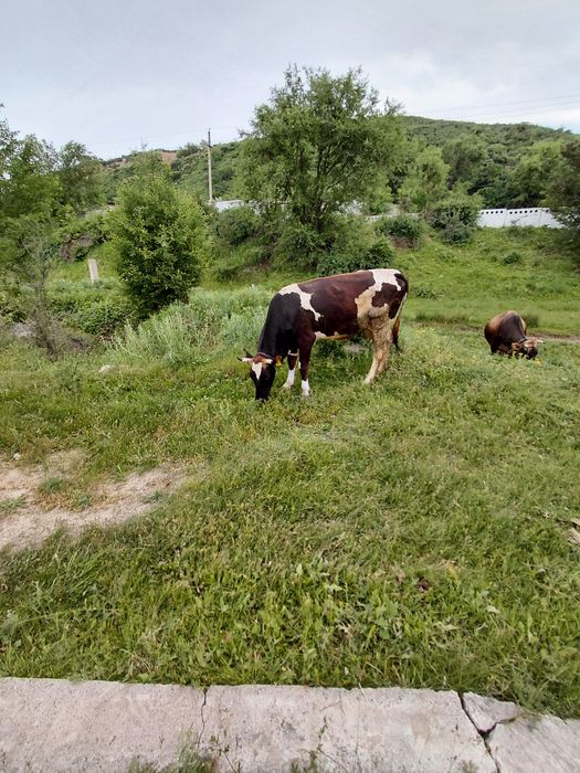 Срочно продам двойную корову