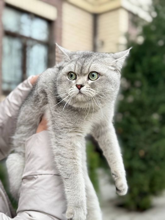 Вязка. Киз мушукларни таклиф киламиз.