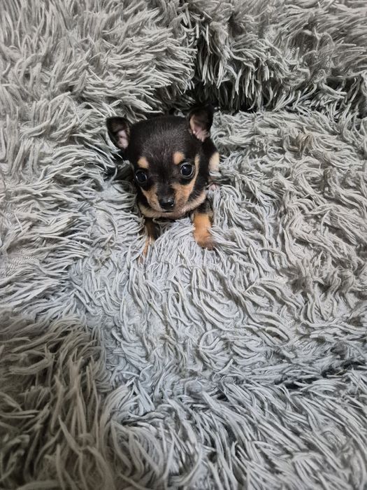 Мъжко мини чиху пинчер