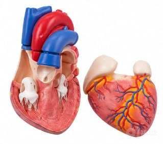 Anatomik model "Yurak kesimi" — qon aylanish tizimi