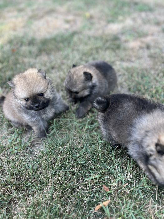 Продавам бебета пумерон