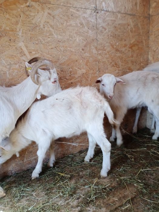 Орыс Ешкі Сатылады