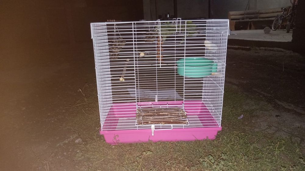 Попугай не для разведения