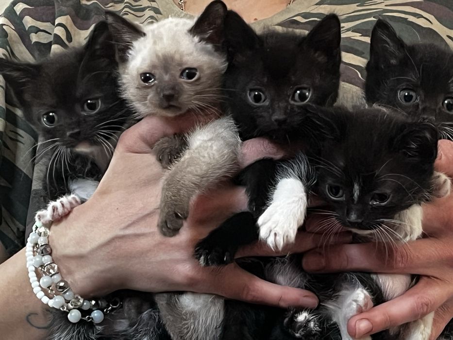 Отдам котяток в добрые ручки