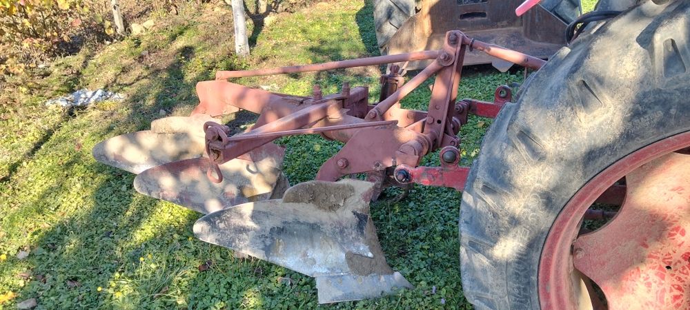 Puiet nuci viguroși și plug