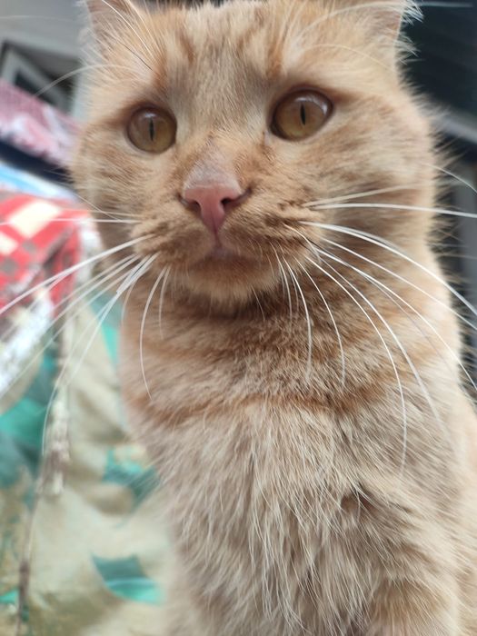 Пропал рыжий кот!