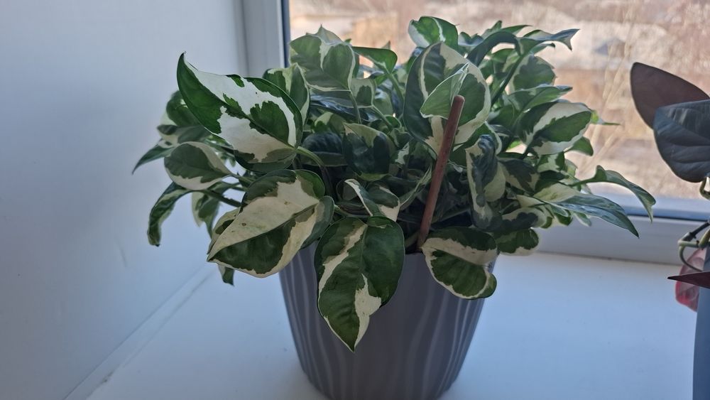 Эпипремиум,  монстера, хойя, мята