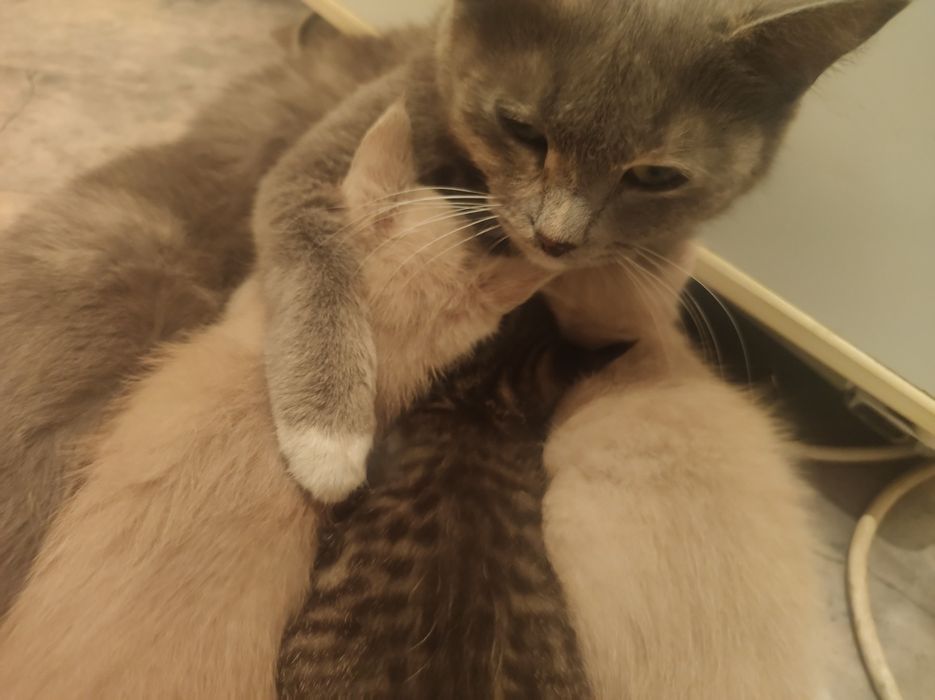 Отдам котят , приручены к лотку 2 кота, 1 кошка