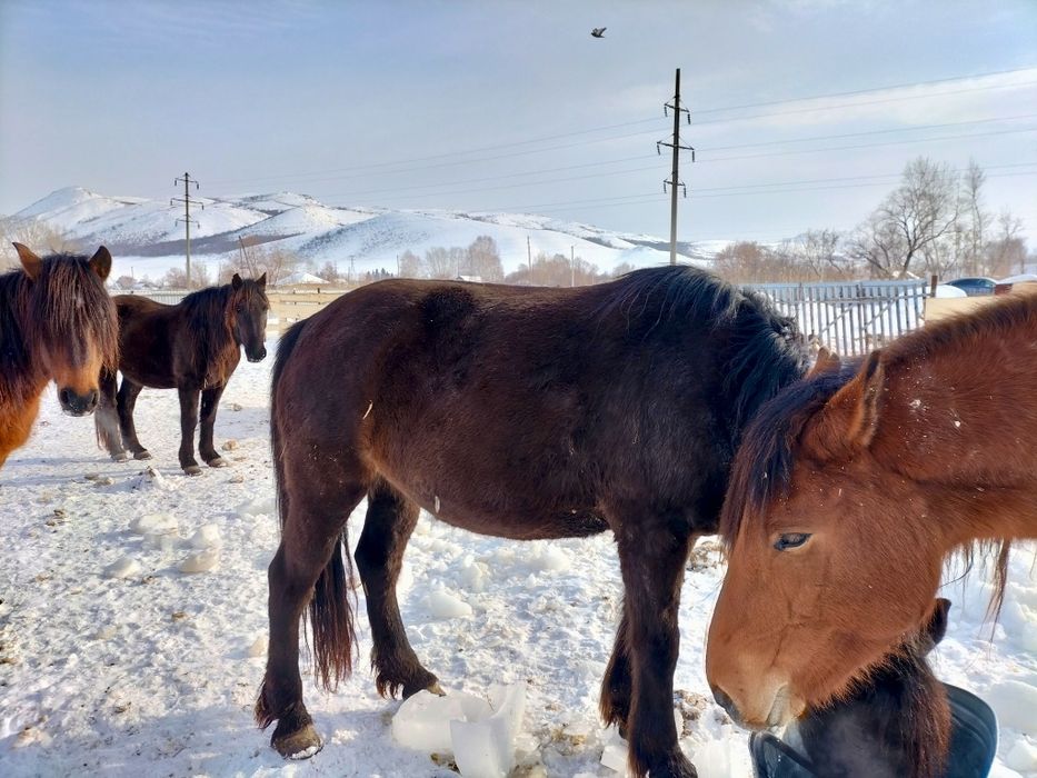 Кобылы с откорма 5-6 летки