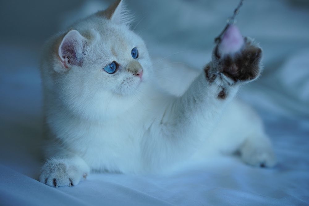 British Shorthair cu pedigree / Mascul