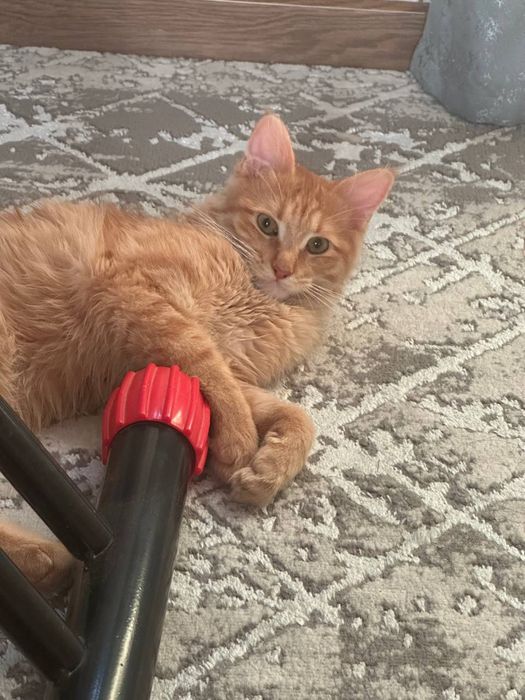 Отдам в хорошие руки