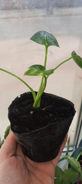 Продам домашние цветы