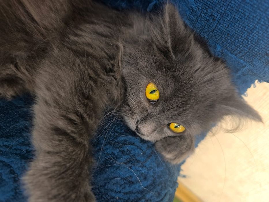 Кошечку отдам в добрые руки.