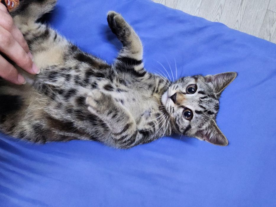 Котёнок девочка 1,5