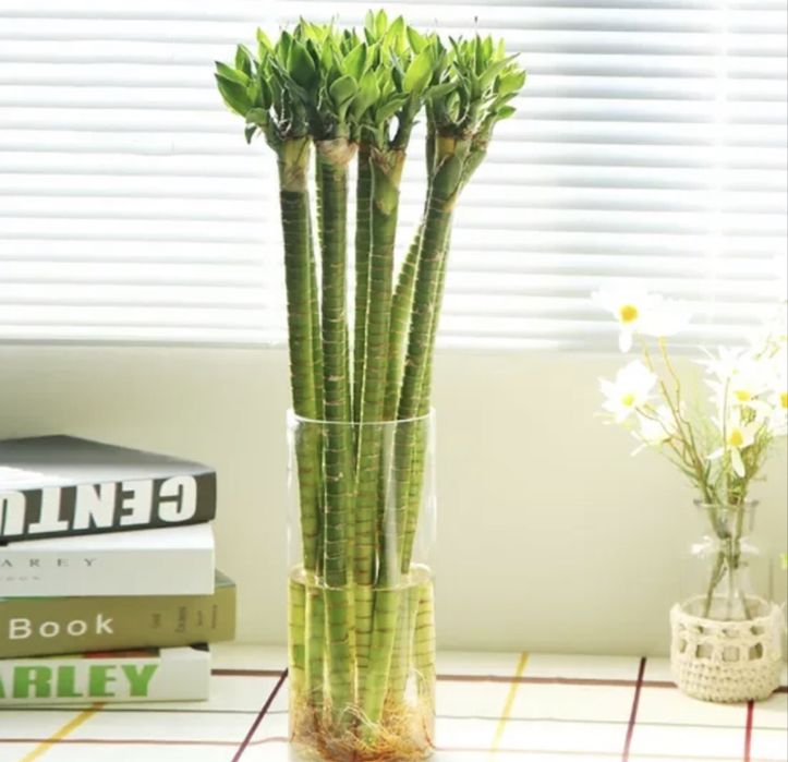 Бамбук символ счастья