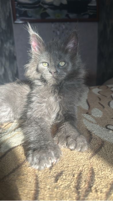 Котята Мейнкуны полидакты!