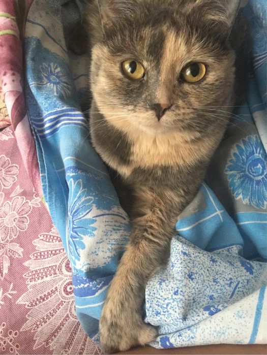 Ласковая и умная кошка ищет дом