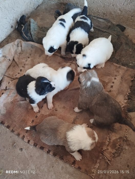 Тоза зот алабай болалари сотилади.