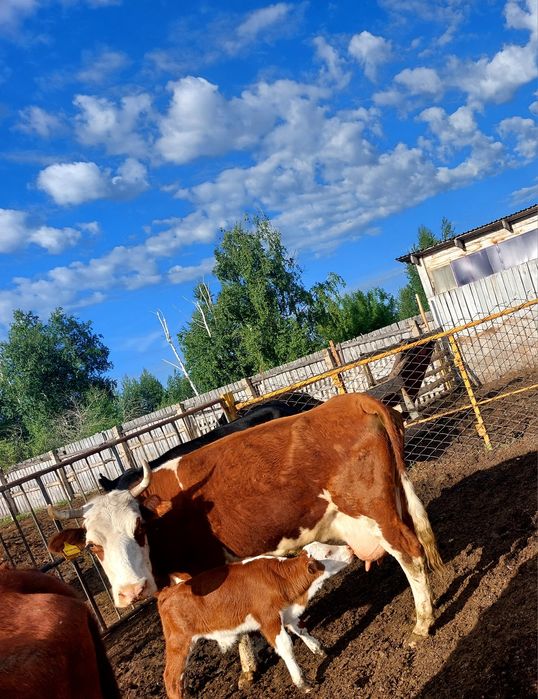 Продам молочную корову,
