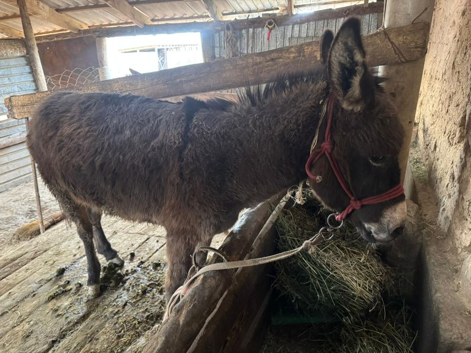 Ешек сатылады келісімі бар