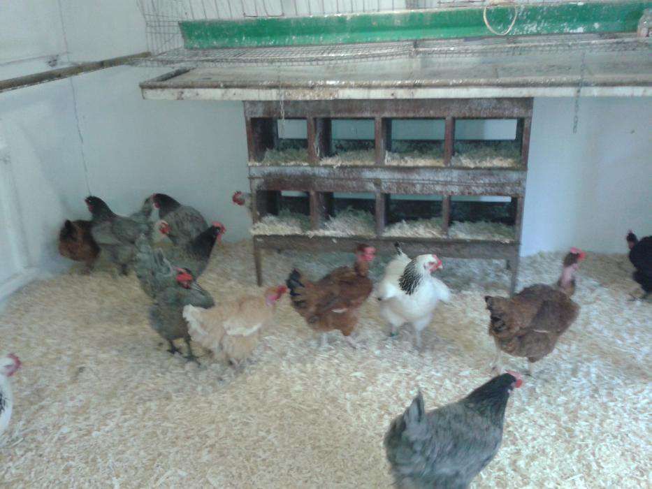 Vand oua consum si reproductie