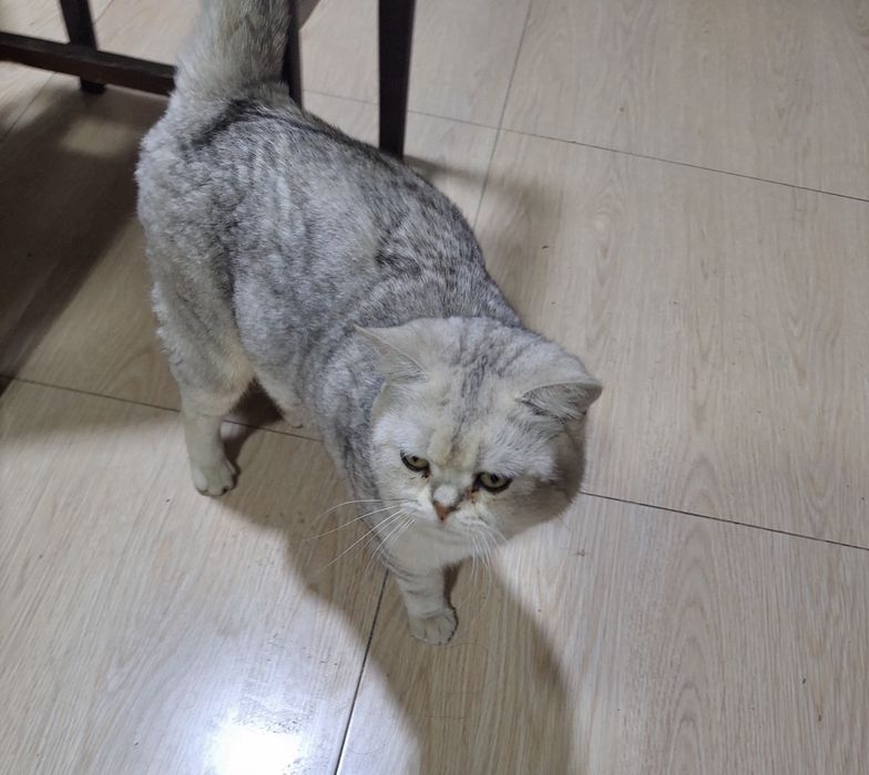 Schottish mushuk sotiladi