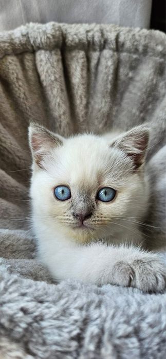 British shorthair colorpoint mascul