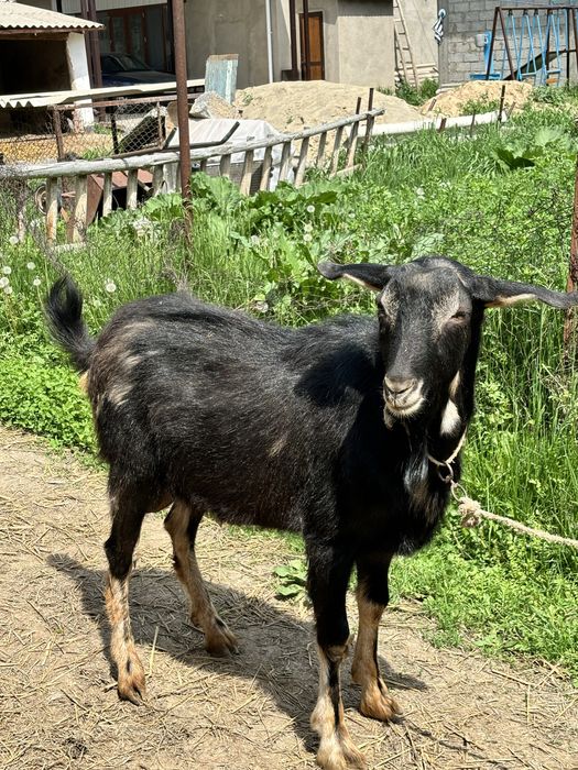 Чешский теке сатылады