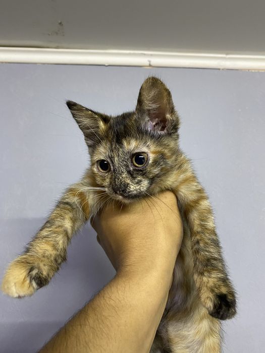 Отдам котят бесплатно