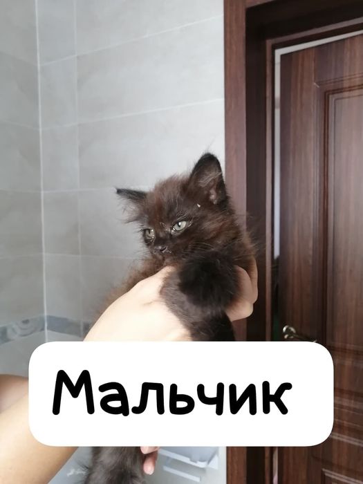 Отдадим котят в добрые руки