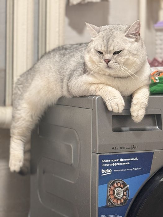 Britanskiy shinshila tozza qon vyaska taklif qilamiz