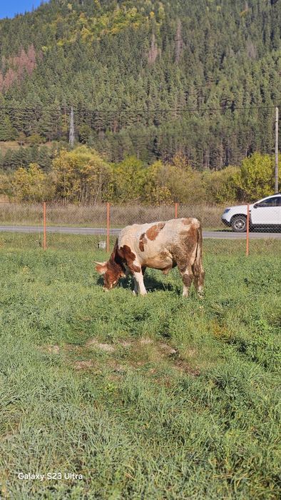 Vițel de 1 an si 8 luni