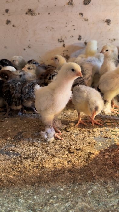 Yirik Brama jo‘jalari sotiladi (toza zot)