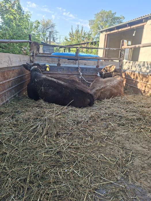 Продам быка бұқа сатылады бык корова