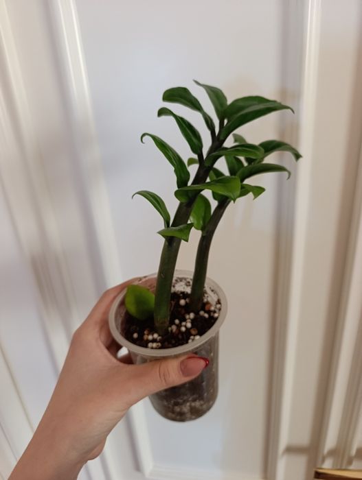 Замиокулькас Зензи