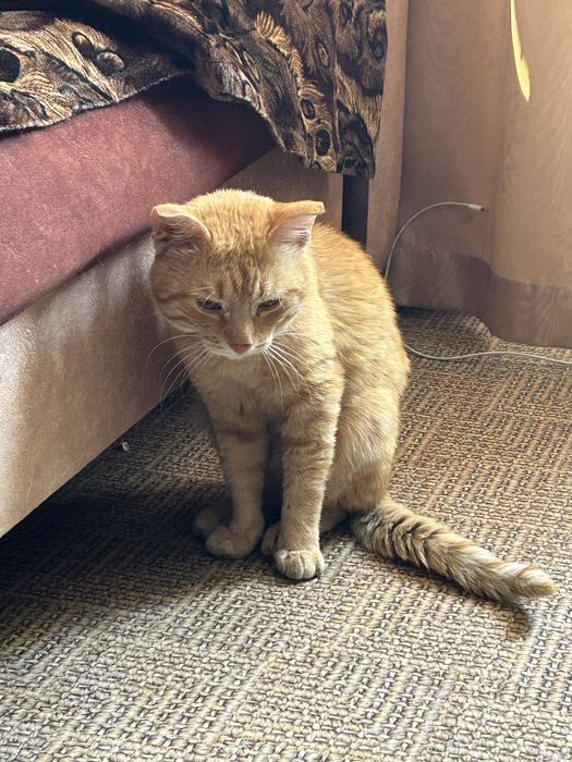 Ласковый котик ищет дом