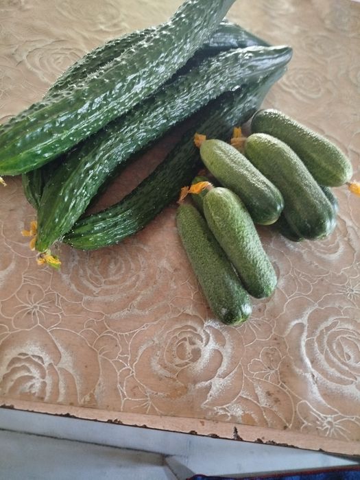 Продам домашние огурцы