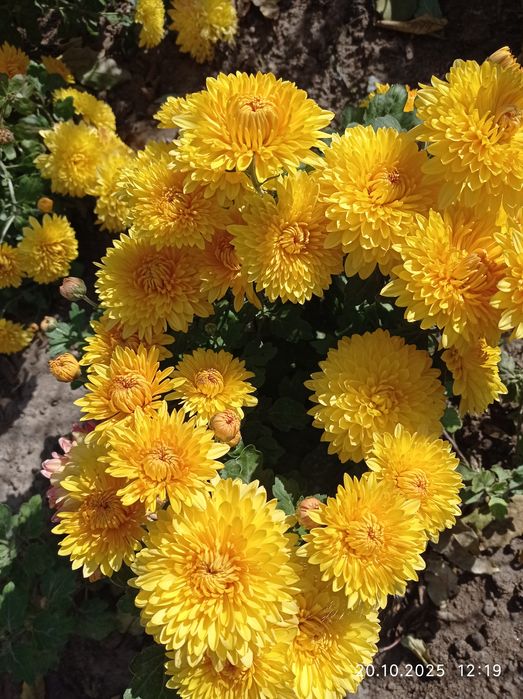 Рассада хризантем