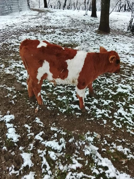 Месодайно теле  малко, три броя