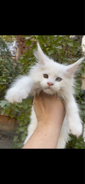 Мейн кун бедоснежные котята