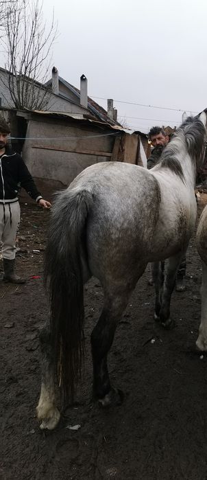 manza de vanzare sau schimb