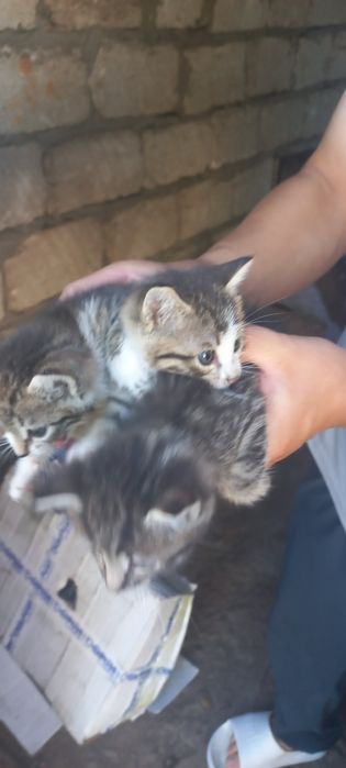 3 Котёнка отдам даром