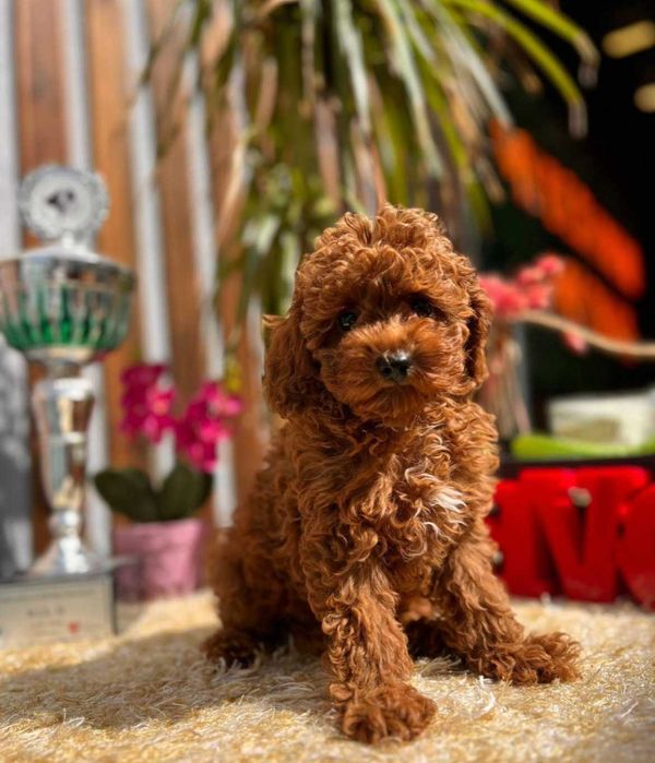 Мальтипу щенята F1 Тедди типа от элитного питомника