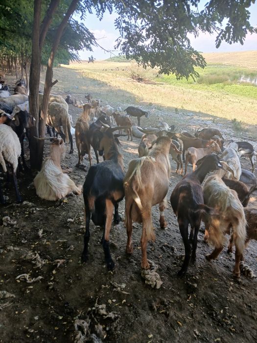 Țapi de vanzare mai multe detalii la tel