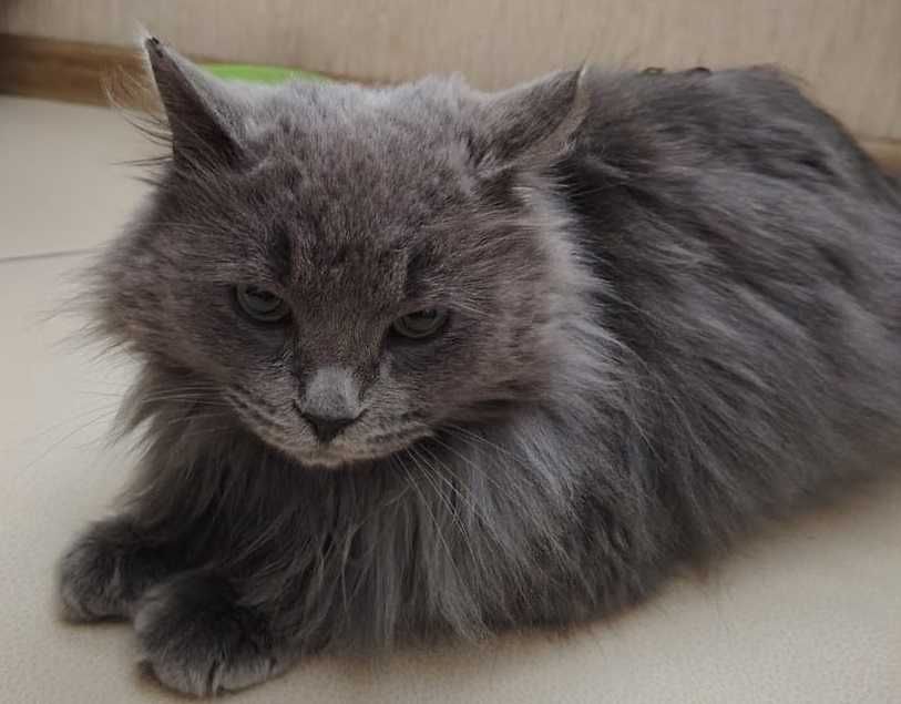 Отдам Кошечку бесплатно