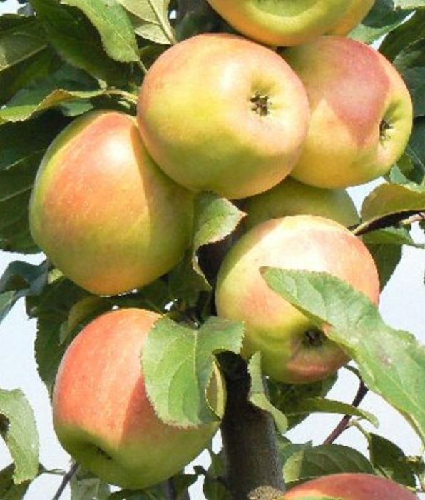 Продам яблоки заря Алатау