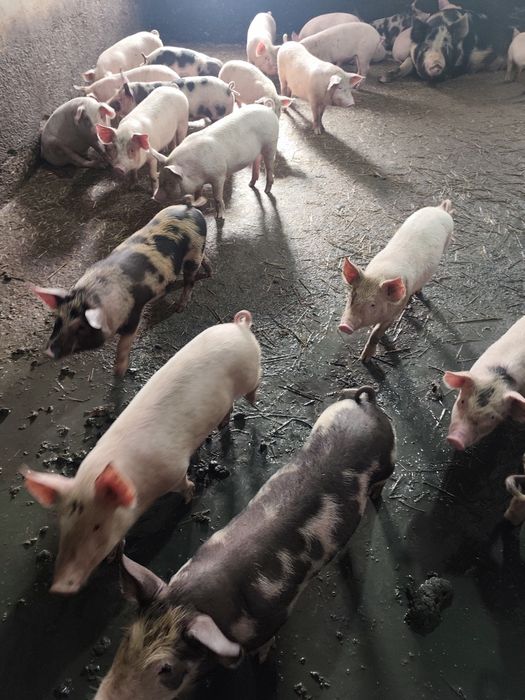 Поросята 2,5 месячные