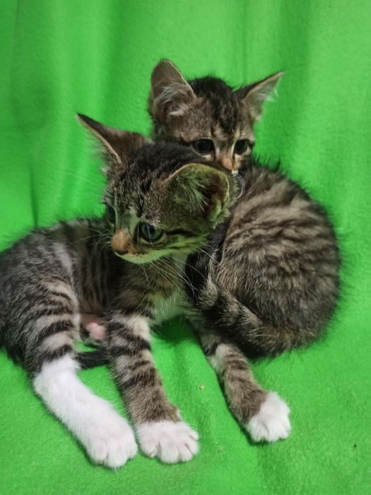 Подарю двух котят,им 1,5мес,девочки