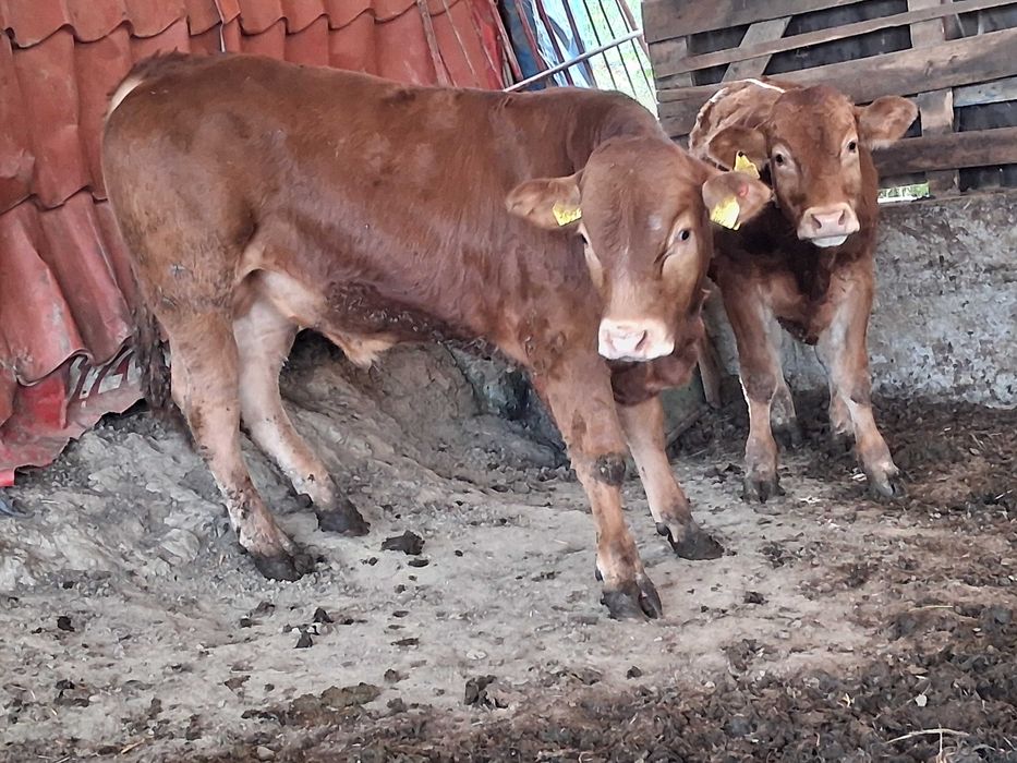 Taur.   limousin