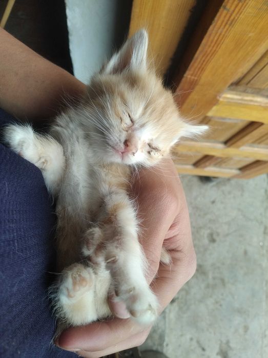 3 dona Mushuk 1.5 oylik